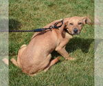 Small #3 Beagle-German Shepherd Dog Mix