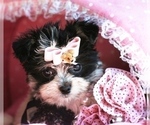 Small #11 Morkie