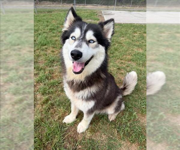 Medium Photo #1 Siberian Husky-Unknown Mix Puppy For Sale in Conroe, TX, USA