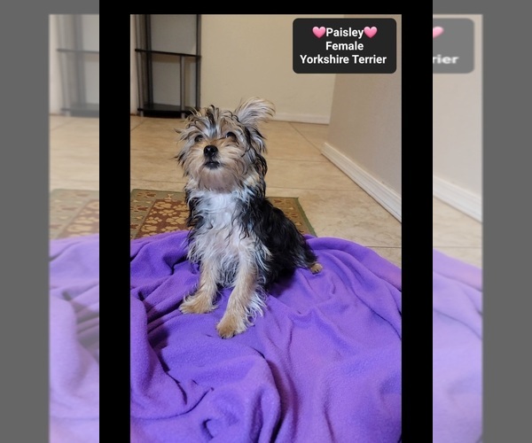 Medium Photo #2 Yorkshire Terrier Puppy For Sale in TUCSON, AZ, USA