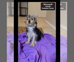 Small #1 Yorkshire Terrier