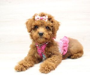 Poodle (Miniature) Puppy for sale in LAS VEGAS, NV, USA