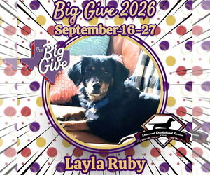 Layla Ruby - Female Dachshund-Unknown Mix Dog for Adoption - Photo #12
