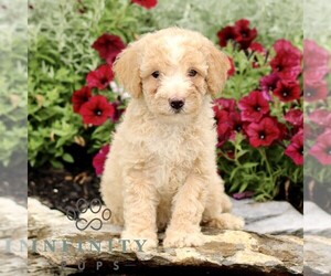 Goldendoodle (Miniature) Puppy for sale in LITITZ, PA, USA