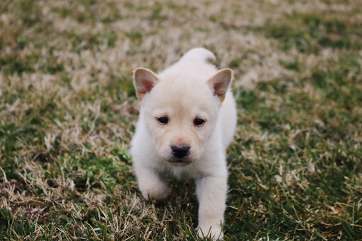 Medium Photo #6 Labrador Retriever-Siberian Husky Mix Puppy For Sale in WOODFORD, VA, USA