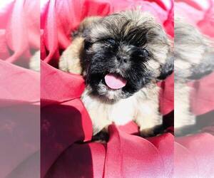 Shih Tzu Puppy for Sale in MC KEE, Kentucky USA