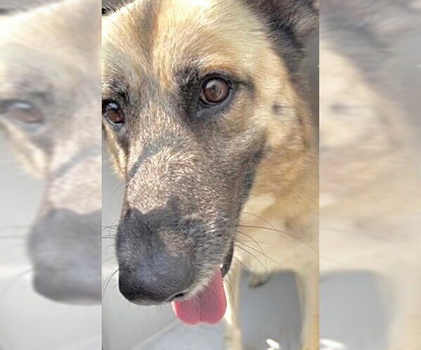 Medium Photo #1 German Shepherd Dog Puppy For Sale in Houston, TX, USA