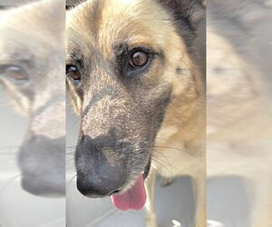 German Shepherd Dog Dogs for adoption in Houston, TX, USA