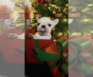 French Bulldog Puppy for sale in CORCORAN, CA, USA