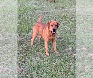 Labrador Retriever Puppy for Sale in PINE HILL, Alabama USA