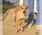Small Photo #3 Labrador Retriever-Unknown Mix Puppy For Sale in Washington, DC, USA