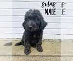 Small Photo #2 Goldendoodle Puppy For Sale in FORT MILL, SC, USA