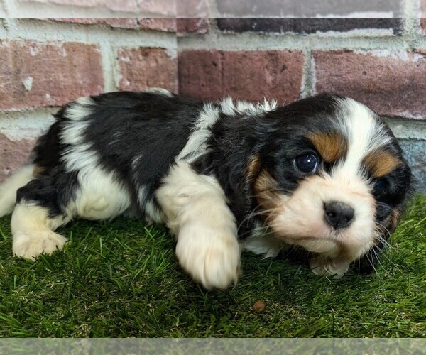 Medium Photo #2 Cavalier King Charles Spaniel Puppy For Sale in MOBERLY, MO, USA
