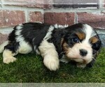 Small #1 Cavalier King Charles Spaniel