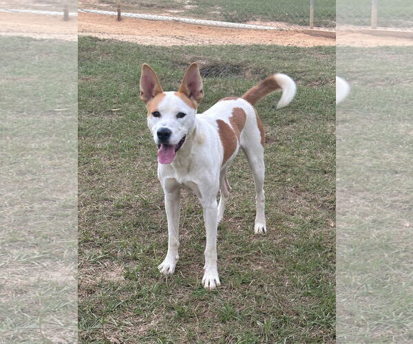 Medium Photo #5 Siberian Husky Puppy For Sale in Eastman, GA, USA