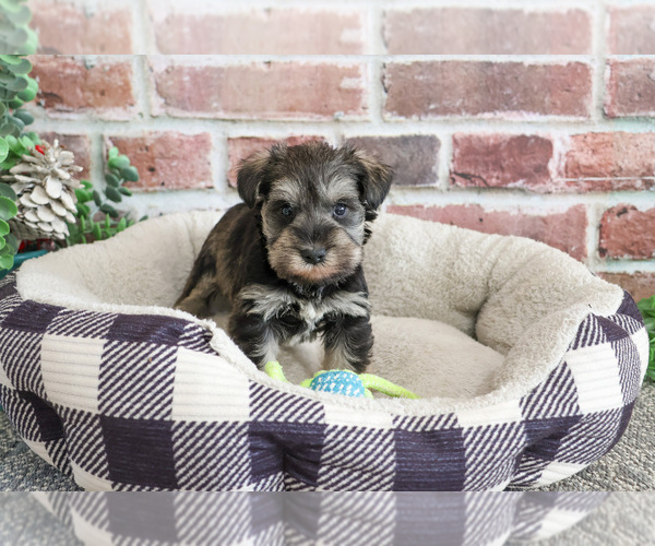 Medium Photo #13 Schnauzer (Miniature) Puppy For Sale in SYRACUSE, IN, USA