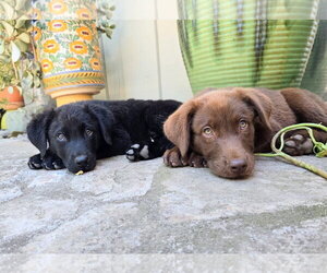 Labrador Retriever-Unknown Mix Dogs for adoption in Clovis, CA, USA
