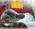 Small Photo #12 French Bulldog Puppy For Sale in DACULA, GA, USA