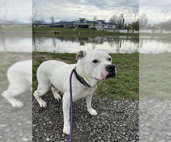 Medium Photo #2 American Pit Bull Terrier Puppy For Sale in Canfield, OH, USA