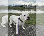 Small #1 American Pit Bull Terrier