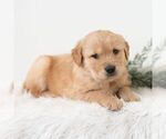 Small #3 Golden Retriever