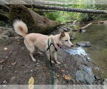 Small #2 German Shepherd Dog Mix