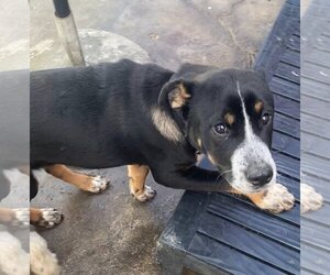 Greater Swiss Mountain Dog-Unknown Mix Dogs for adoption in Newport Beach, CA, USA
