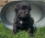 Puppy 6 Bernese Mountain Dog-English Cream Golden Retriever Mix