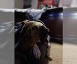 Small #11 Labrador Retriever-Plott Hound Mix