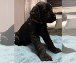 Small Photo #3 Schnauzer (Giant) Puppy For Sale in BAXLEY, GA, USA