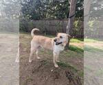 Small #1 Mutt