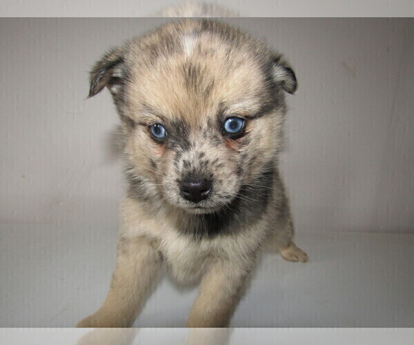 Medium Photo #1 Pomsky Puppy For Sale in KOKOMO, IN, USA