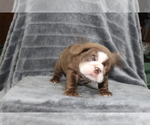 Small #5 Bulldog