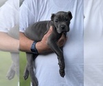 Small Photo #10 Cane Corso Puppy For Sale in ANDERSON, IN, USA