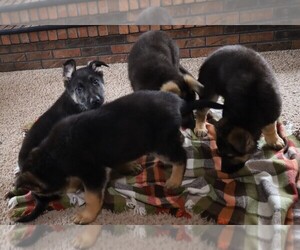 German Shepherd Dog Puppy for sale in LICKING, MO, USA