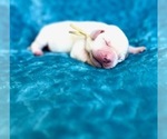 Puppy Puppy G Labrador Retriever
