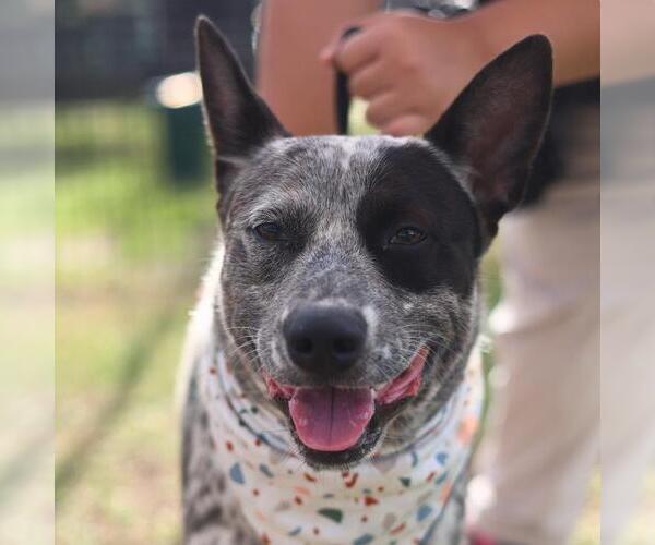 Medium Photo #1 Mutt Puppy For Sale in San Antonio, TX, USA