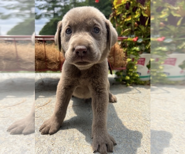 Medium Photo #14 Labrador Retriever Puppy For Sale in NEOLA, WV, USA