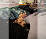 Small #2 Mutt