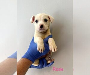 Chihuahua-Unknown Mix Dogs for adoption in New York, NY, USA