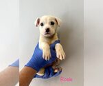 Small Chihuahua Mix