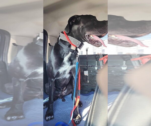 Medium Photo #4 Great Dane Puppy For Sale in Bullard, TX, USA