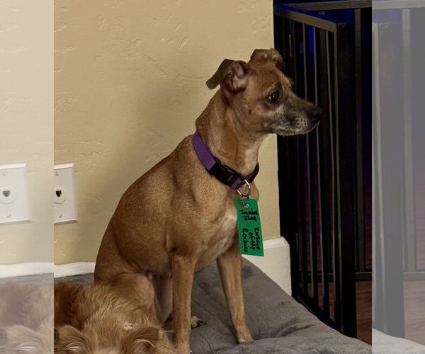 Medium Photo #5 Chiweenie Puppy For Sale in Aurora, CO, USA