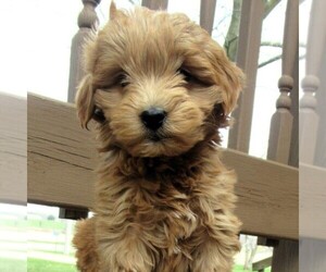 Goldendoodle (Miniature) Puppy for Sale in THORP, Wisconsin USA