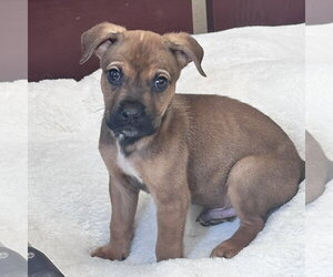 Mutt Dogs for adoption in Newfield, NJ, USA