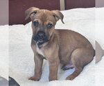 Small Mutt