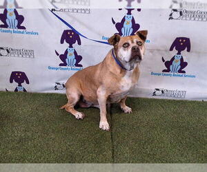 Mutt Dogs for adoption in Orlando, FL, USA