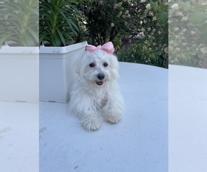Mother of the Maltese-Maltichon Mix puppies born on 01/02/2025