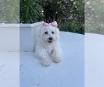 Small Photo #1 Maltese-Maltichon Mix Puppy For Sale in NORTH GLENN, CO, USA