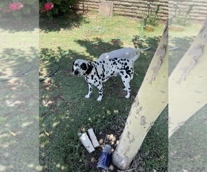 Father of the Dalmatian puppies born on 04/23/2023